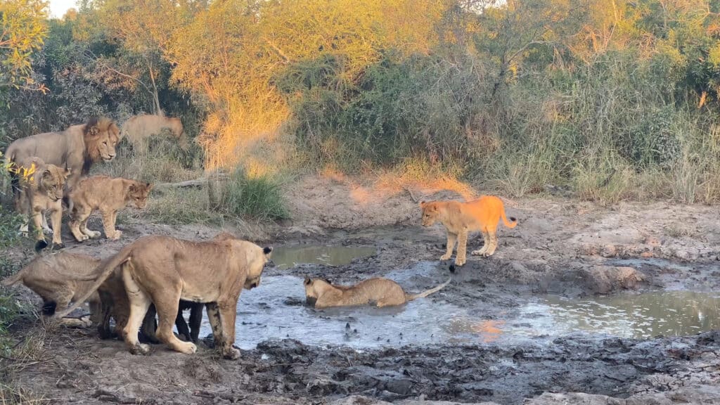 Lion cub gets into the mud to get to geese