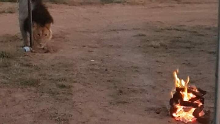 Male lion inspecting camp in Kgalagadi