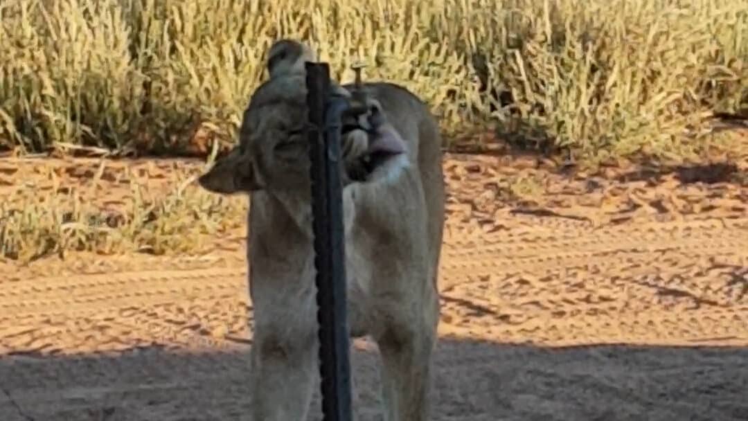 Lioness rubbing herself on tap in camp