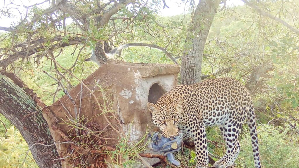 Leopard steals baby bird