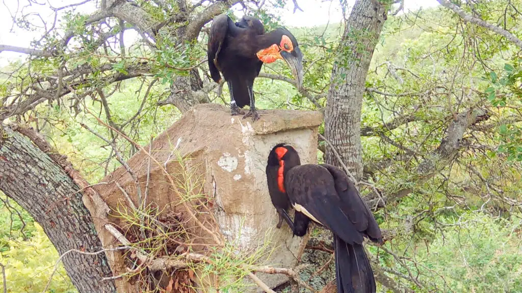 Ground Hornbill parents looking sad after realizing their chick isn't there after the leopard stole it!