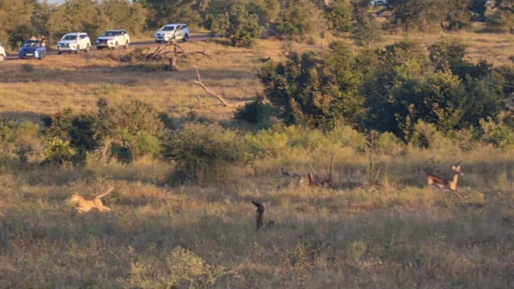 Impala escaping cheetah