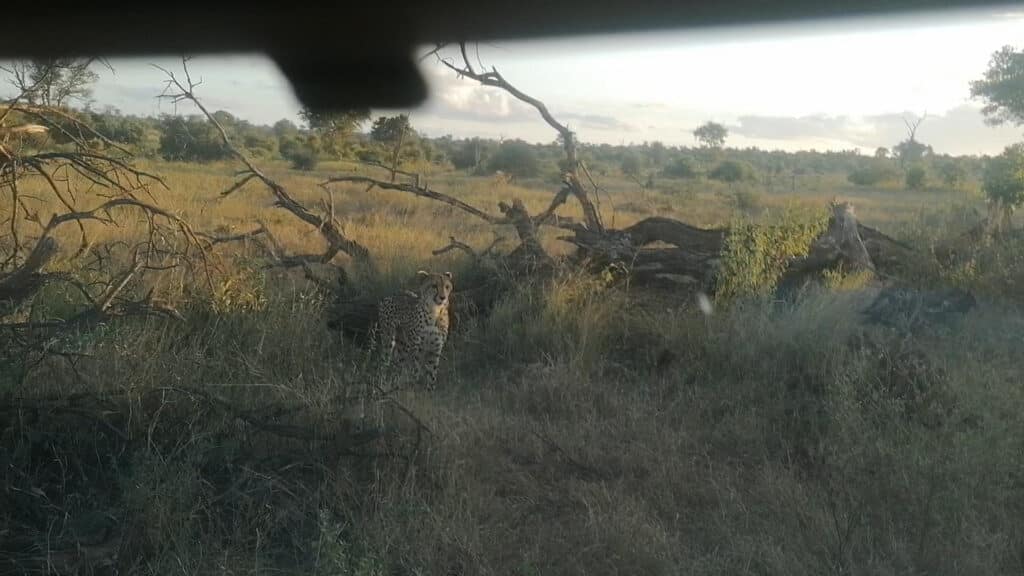 Cheetah stalking impala
