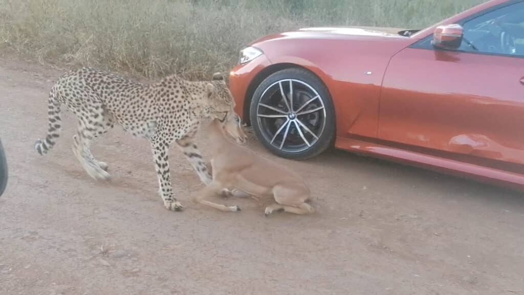 Cheetah killing impala