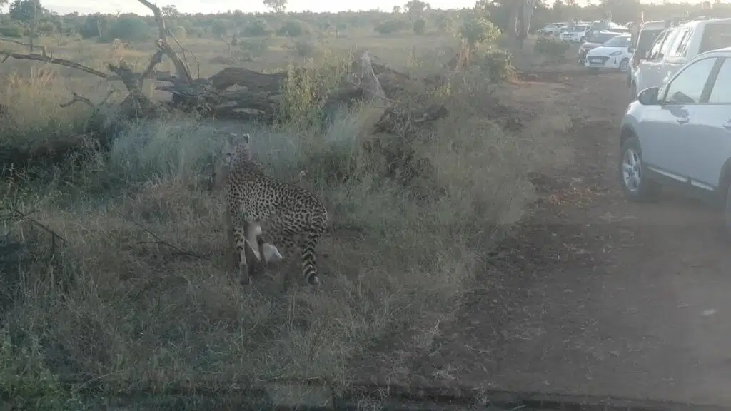 Cheetah taking kill to cubs