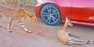 Cheetah chases impala into BMW