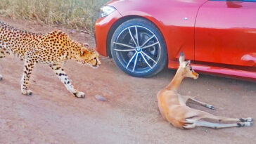 Cheetah chases impala into BMW