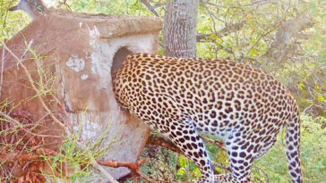 Leopard Steals Baby Bird From Nest