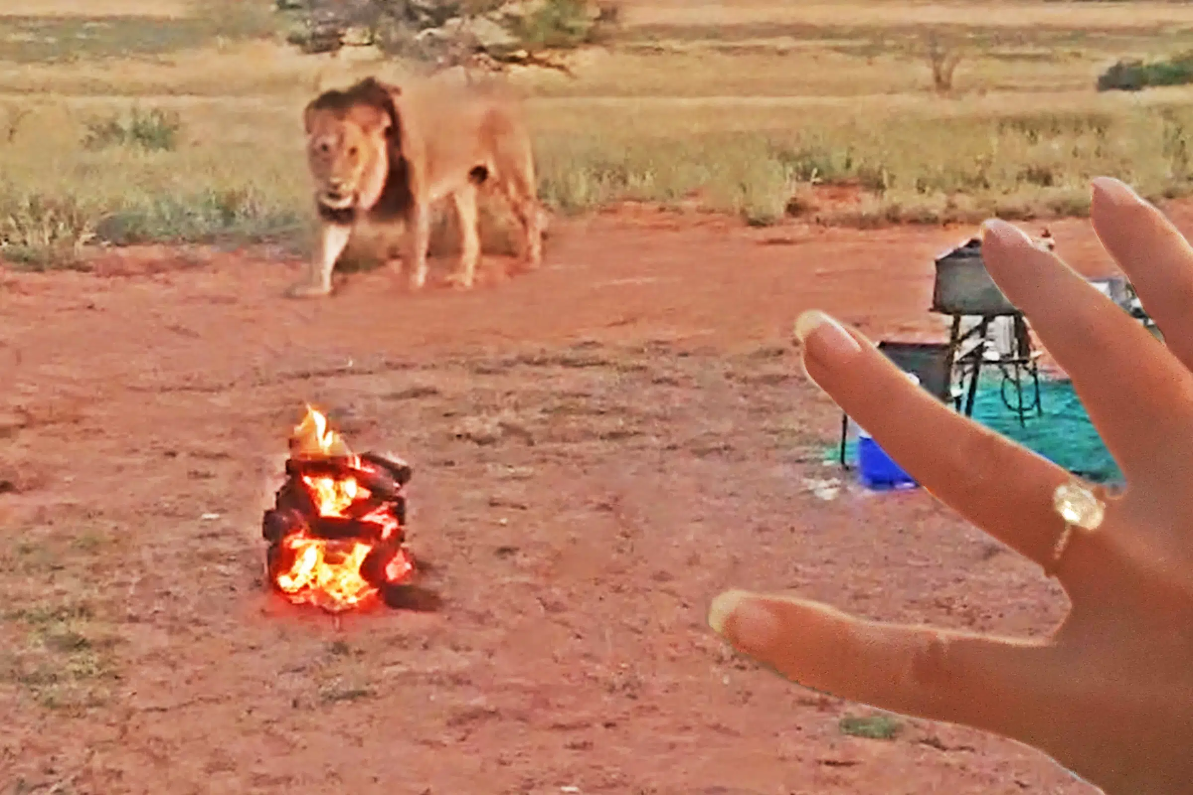 Lions Intrude on Wedding Proposal While Camping