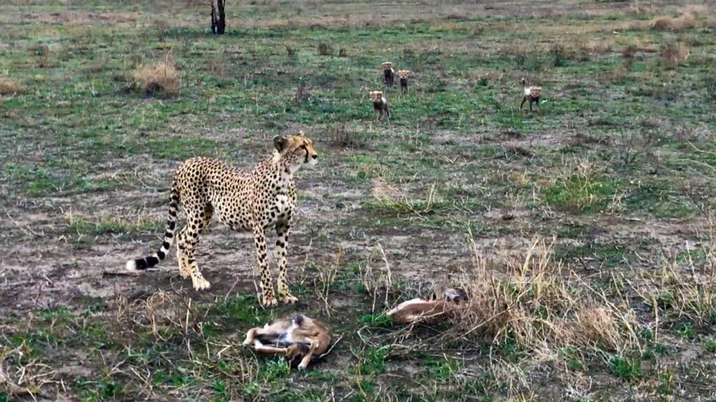 Mom cheetah calls for babies to come closer
