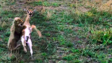 Baby cheetah battles it out with baby gazelle