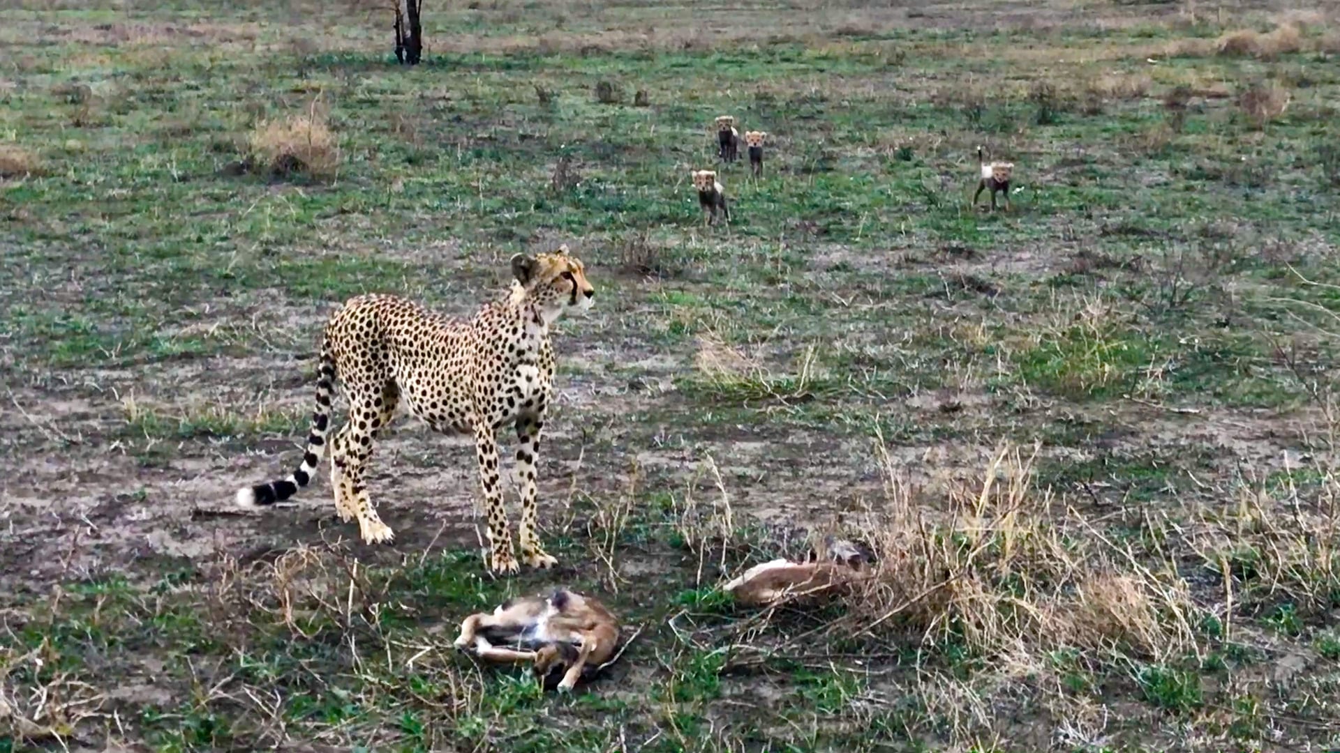 Intense Battle Between Newborn Cheetah and Newborn Buck as baby cheetah takes down baby gazelle in Ngorongoro