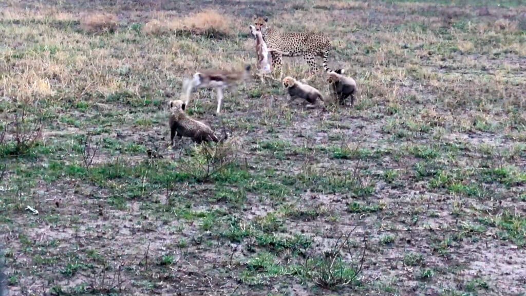 Baby gazelle escapes cheetah and cubs