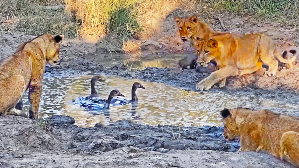 Lion cubs attempting to hunt geese