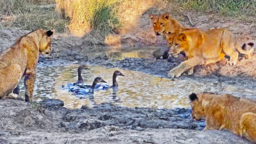 Lion cub plays whack-a-mole with geese
