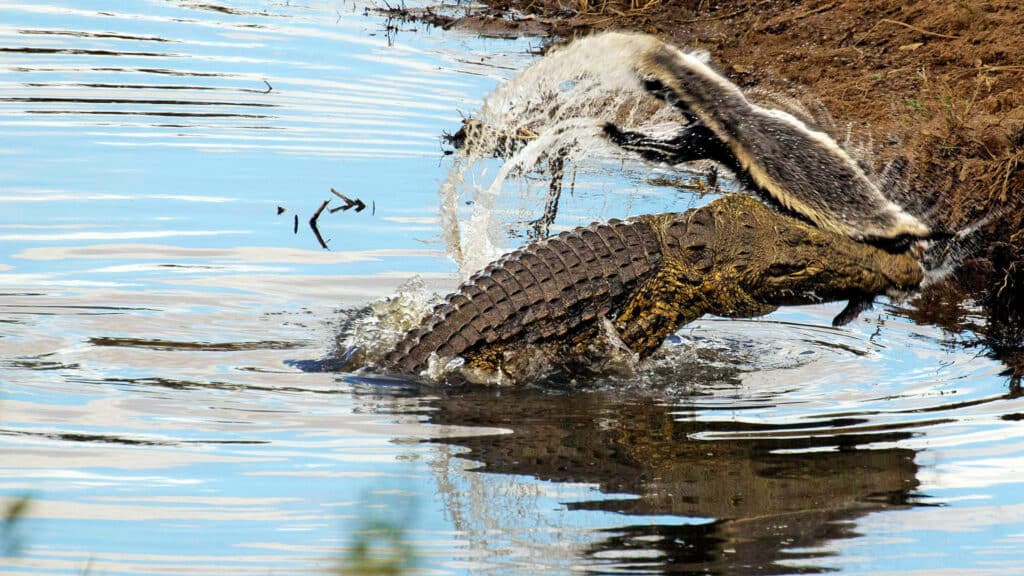Crocodile takes down honey badger