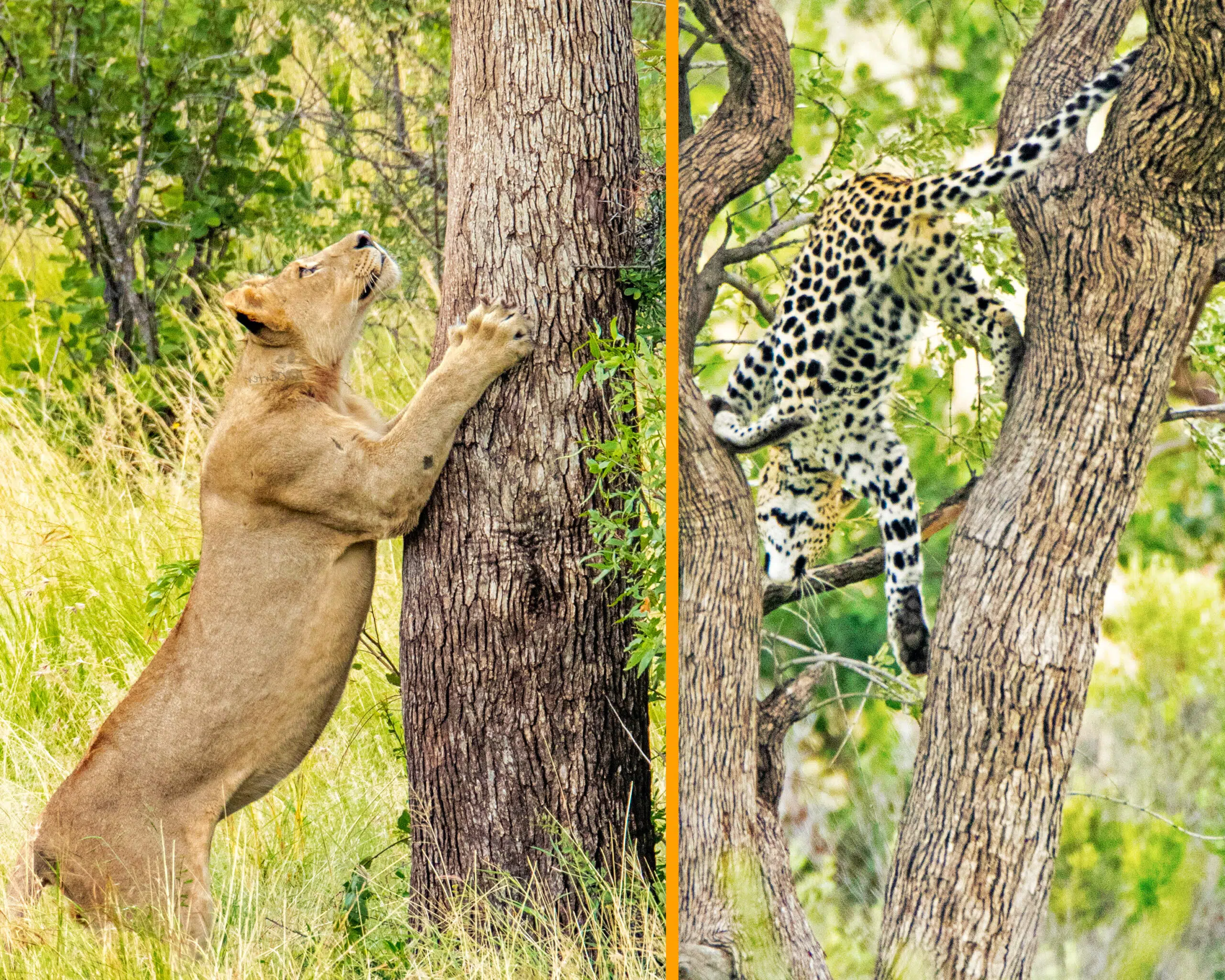 Leopard Chased up a Tree by Hunting Lions