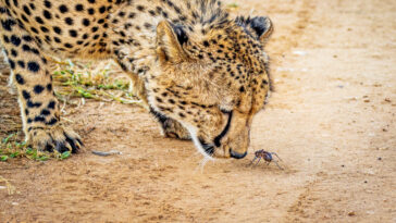 Cheetah takes closer look at cricket