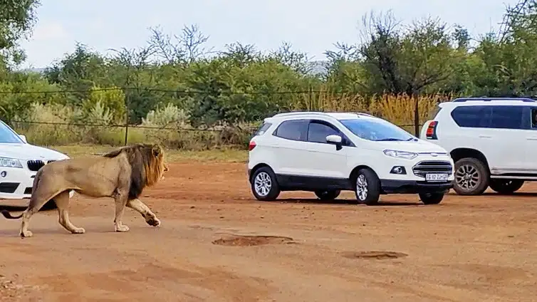 Lions Hunting in Parking Lot