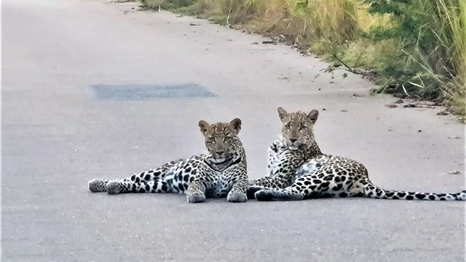 Leopard sub-adults seen on the H1-1, near Pretoriuskop - Kruger National Park