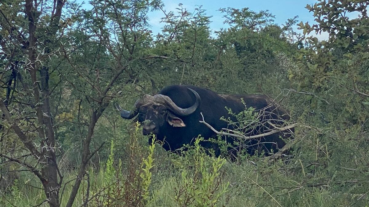 Buffalo in the Pilanesberg
