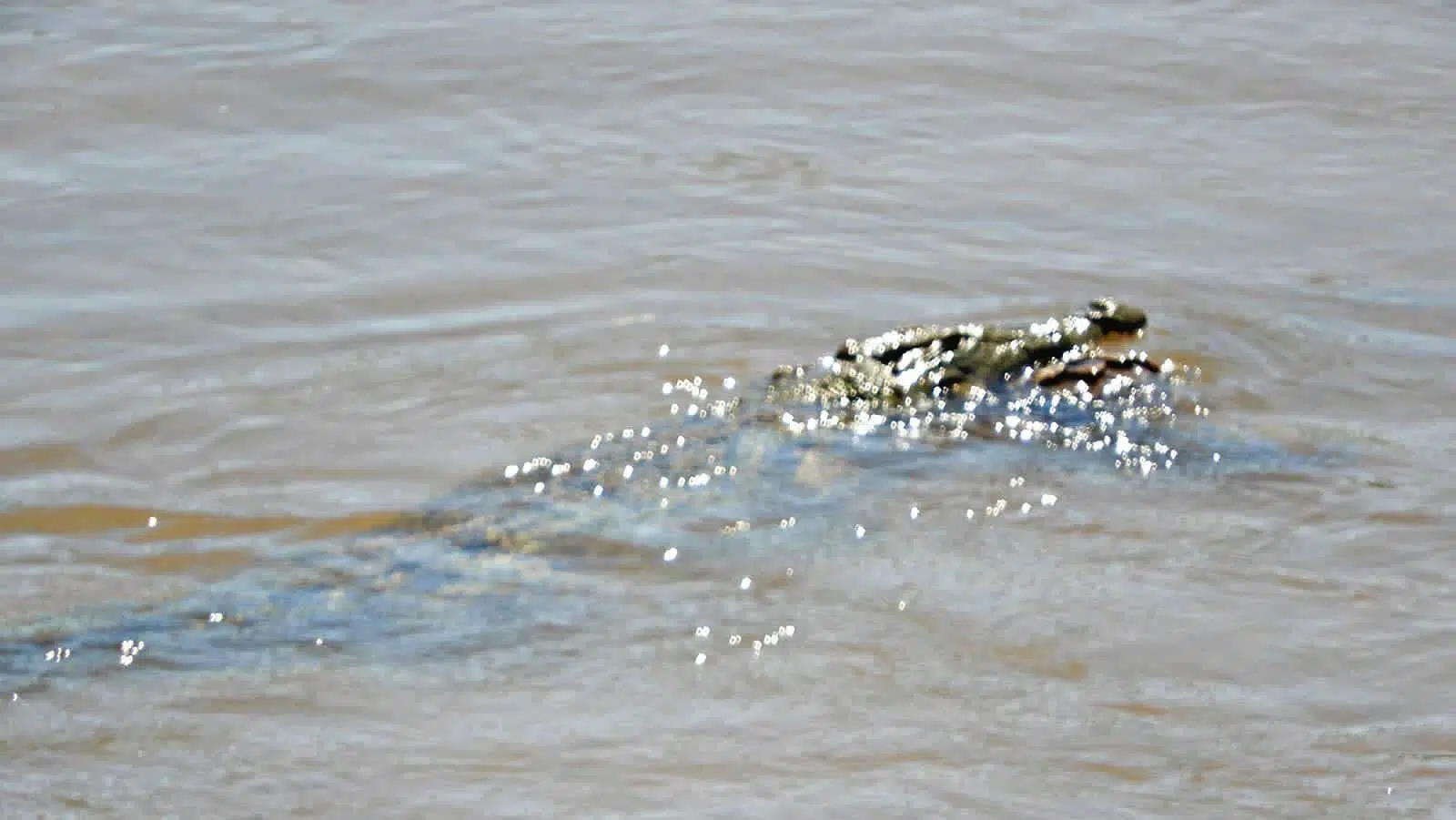 Crocodile swimming off with pangolin