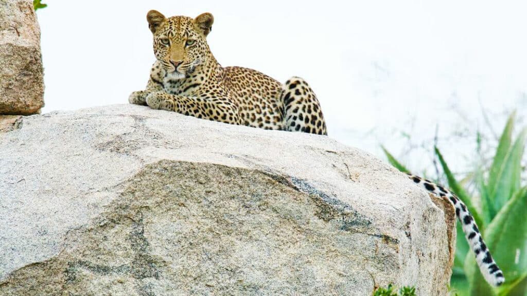 Beautiful leopard seen in the Kruger National Park and tinged by Deon Wildlife Photography