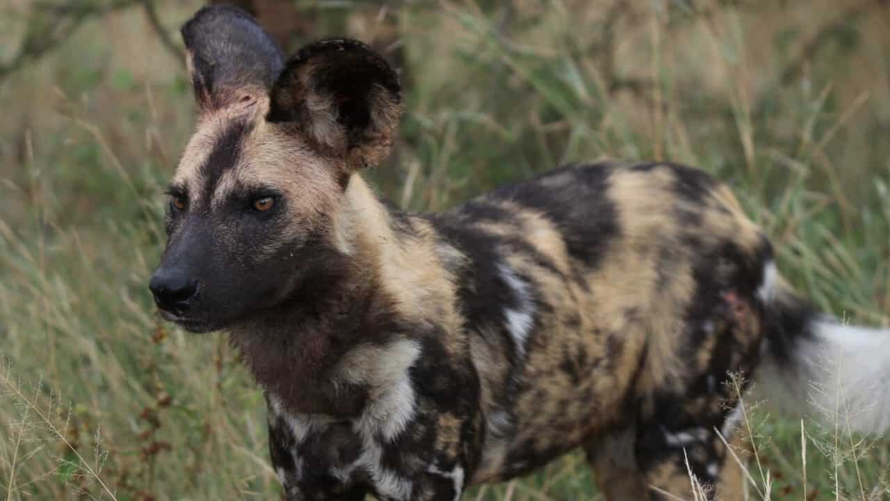 Wild Dog in Kruger National Park