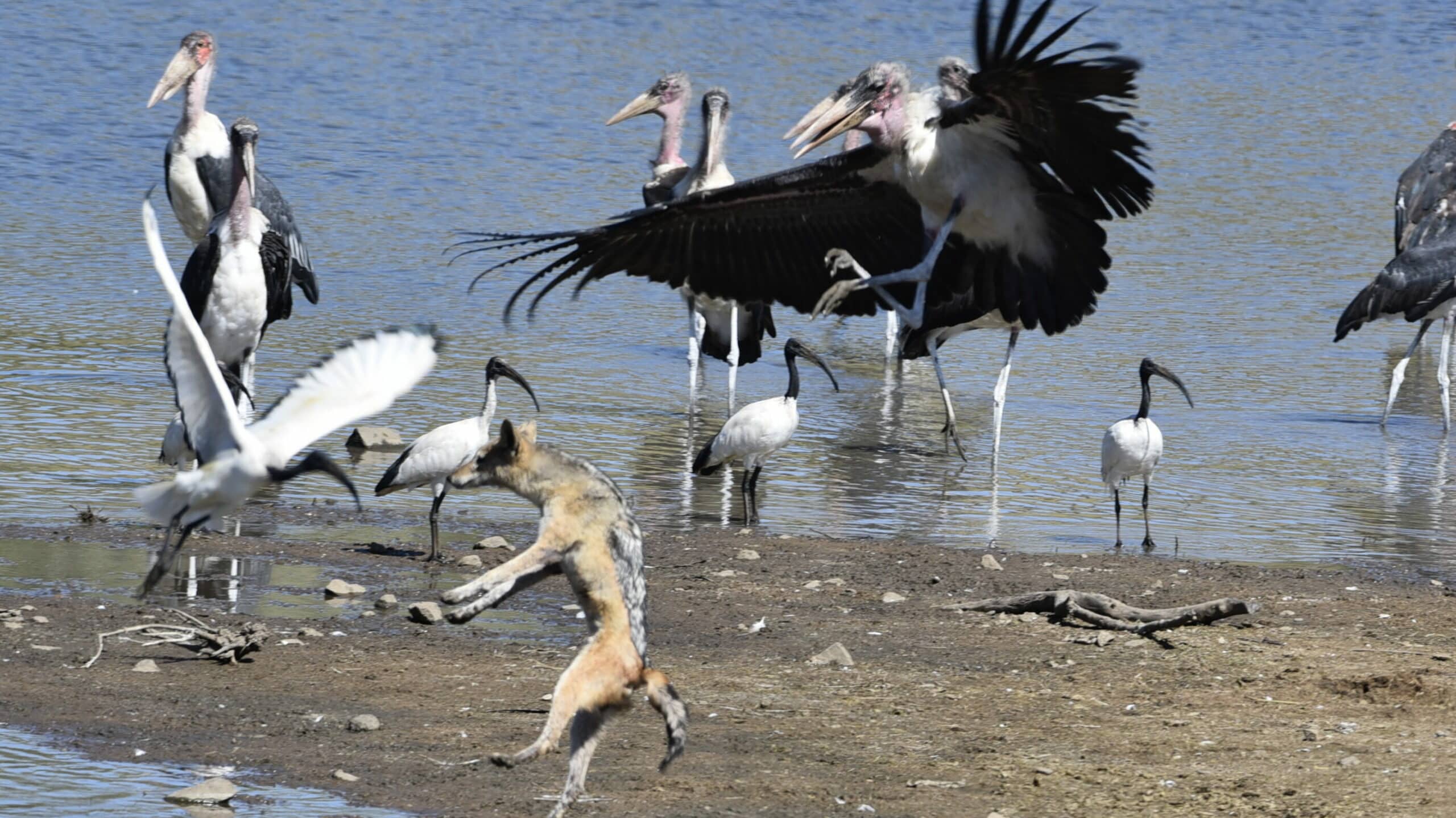 Stork escapes jackal