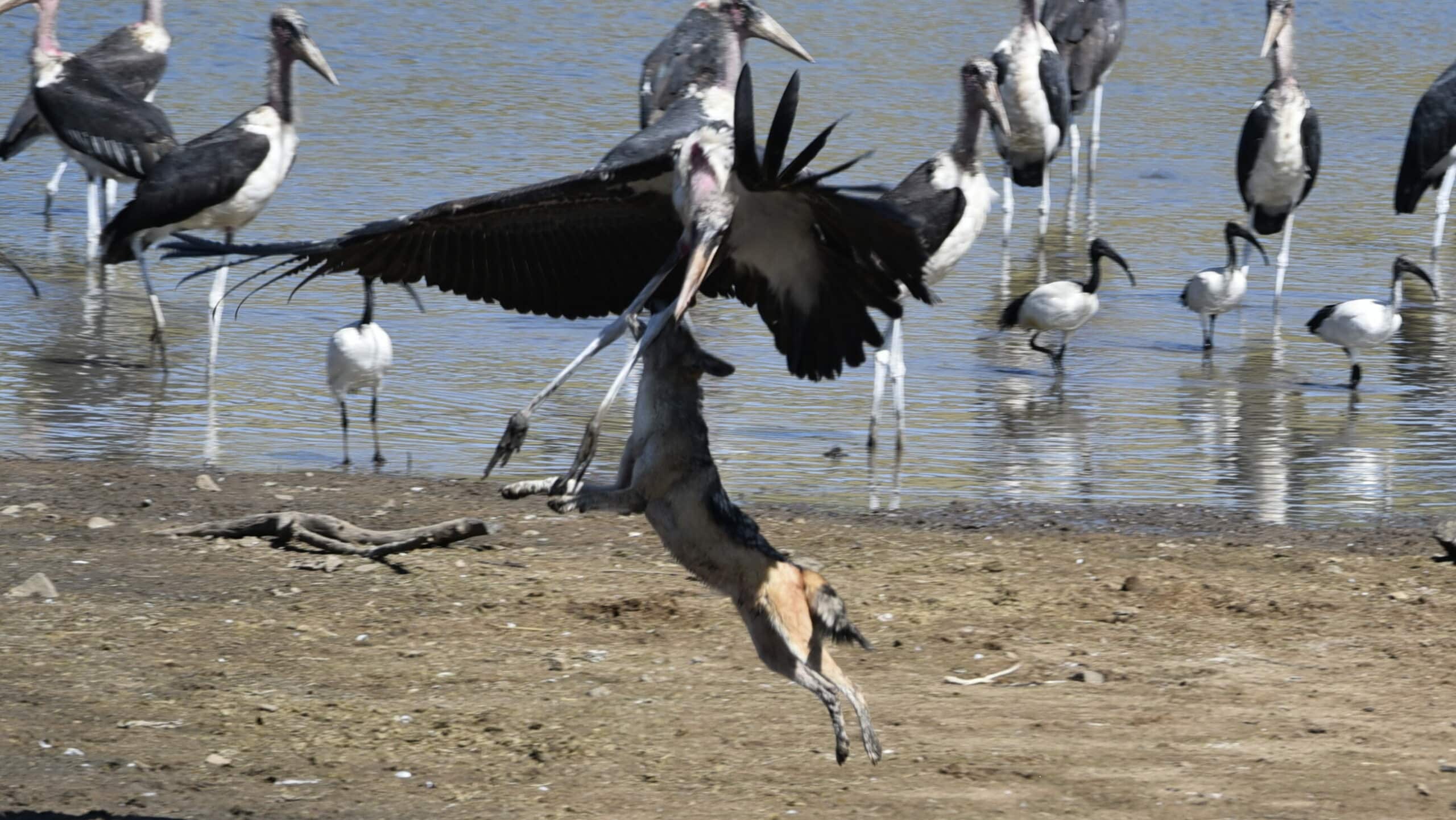 Jackal and marabou stork