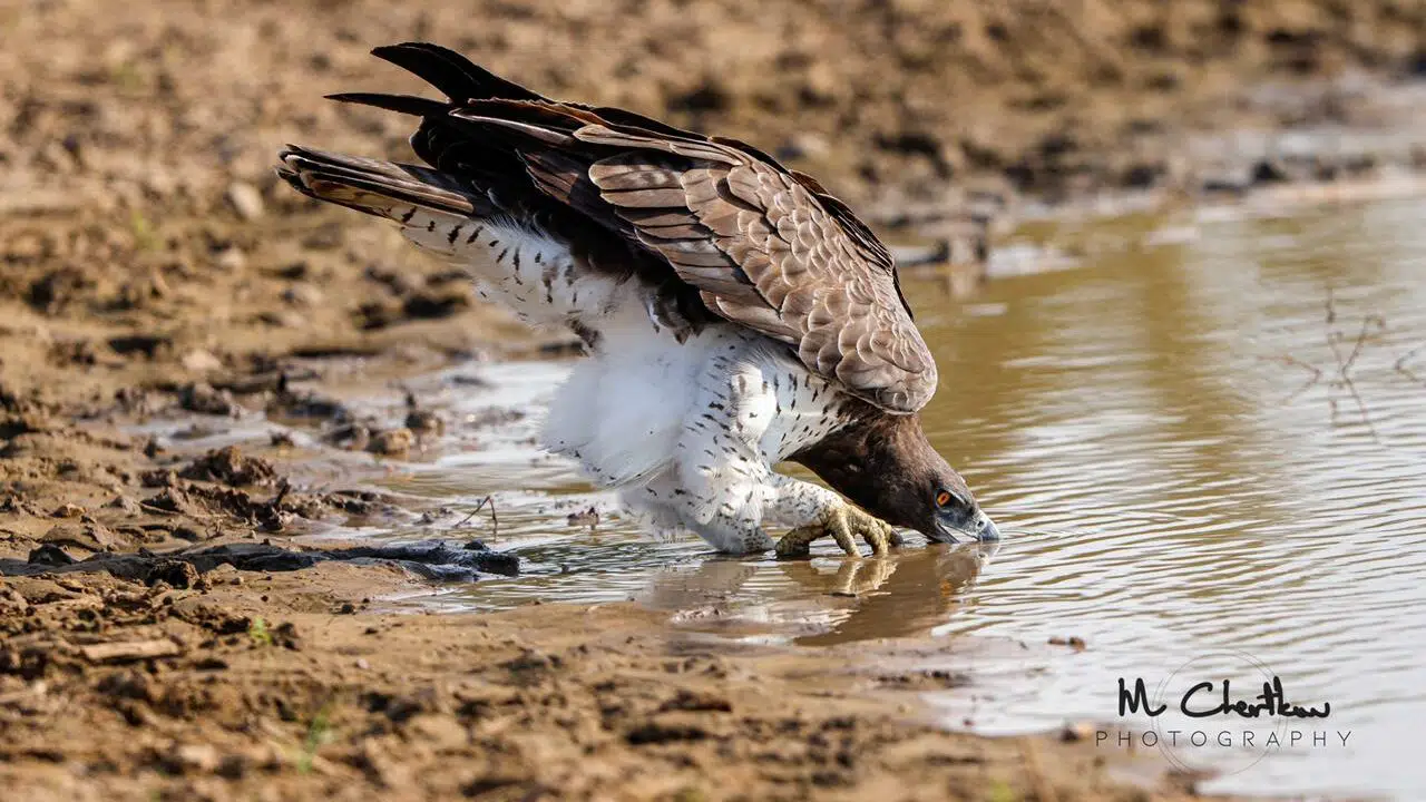 A martial eagle quenching its thirst, in the Kruger National Park