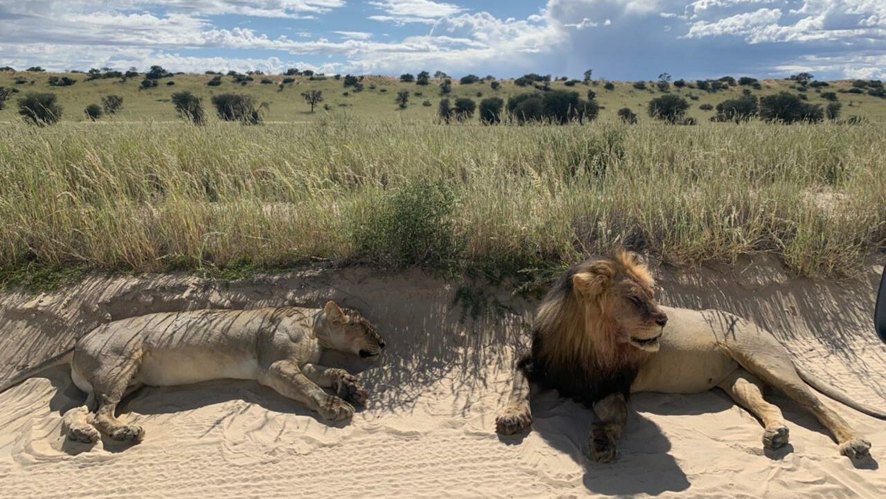 Lions in the Kgalagadi