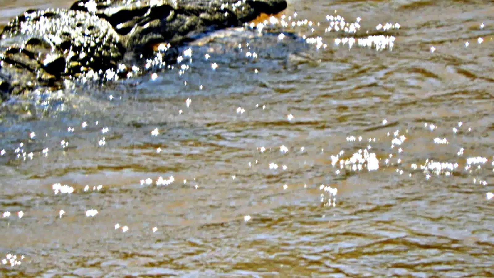 Crocodile swimming away in Sabie river
