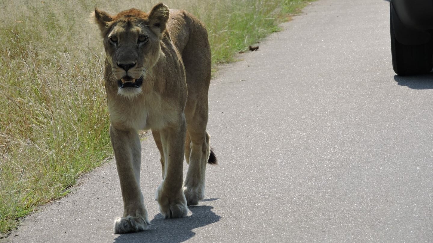 Lioness on the move in Kruger National Park