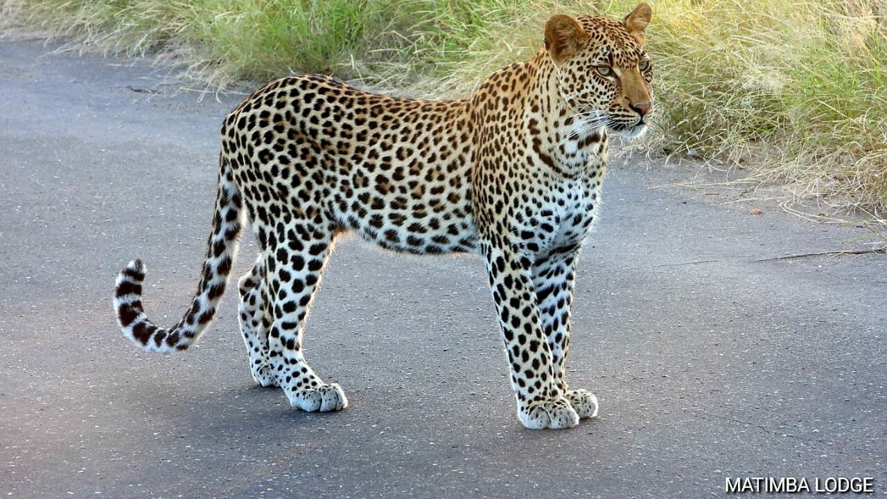 Leopard in the Kruger National Park