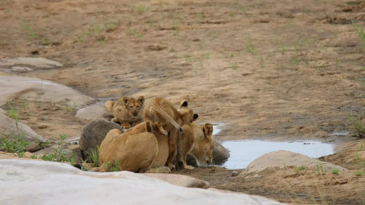Lioness with cubs on the H12 in the Kruger National Park - Tinged by Gerlie