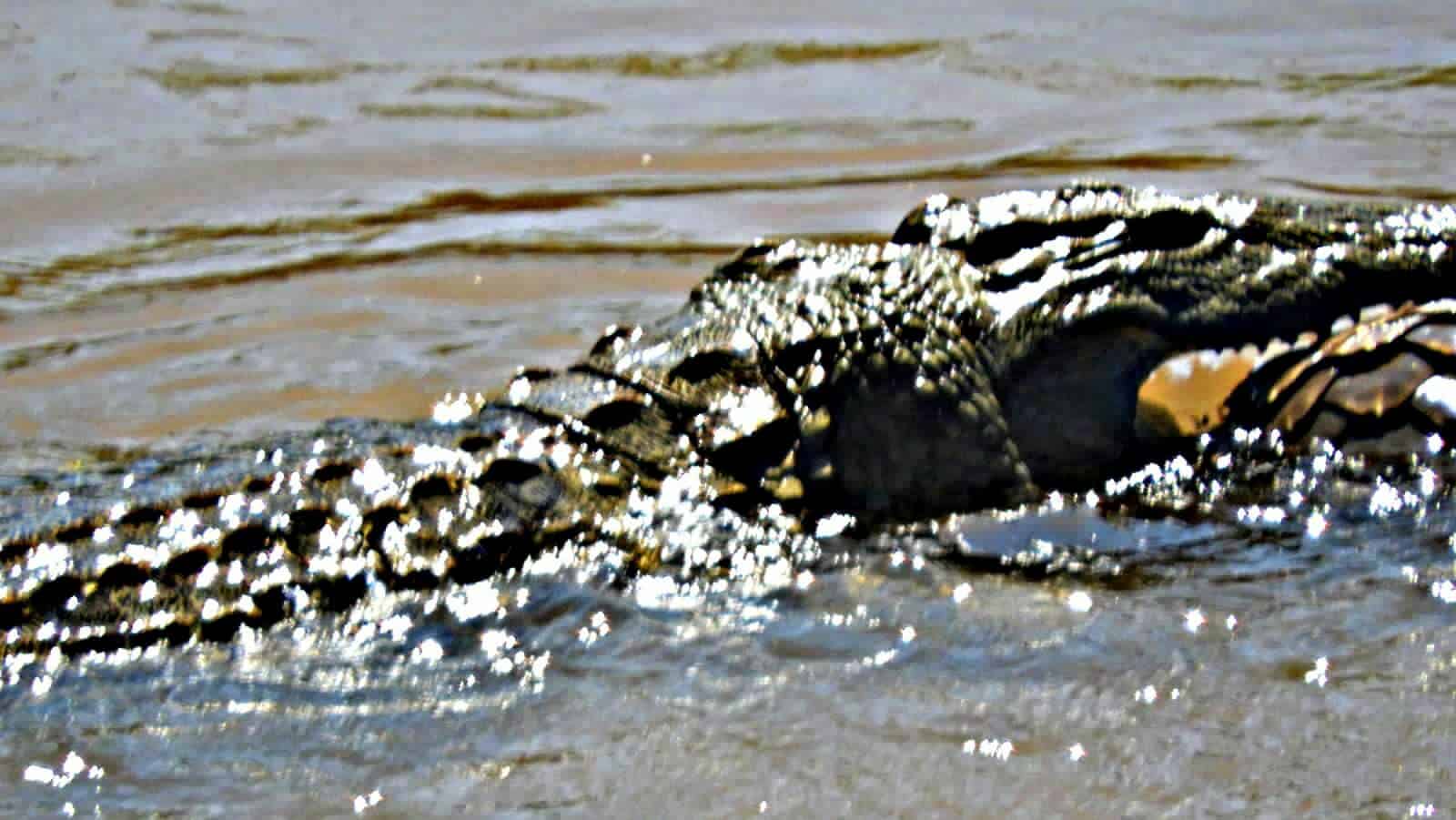 Crocodile with pangolin kill