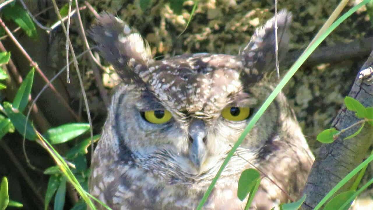 Spotted eagle owl in the Pilanesberg