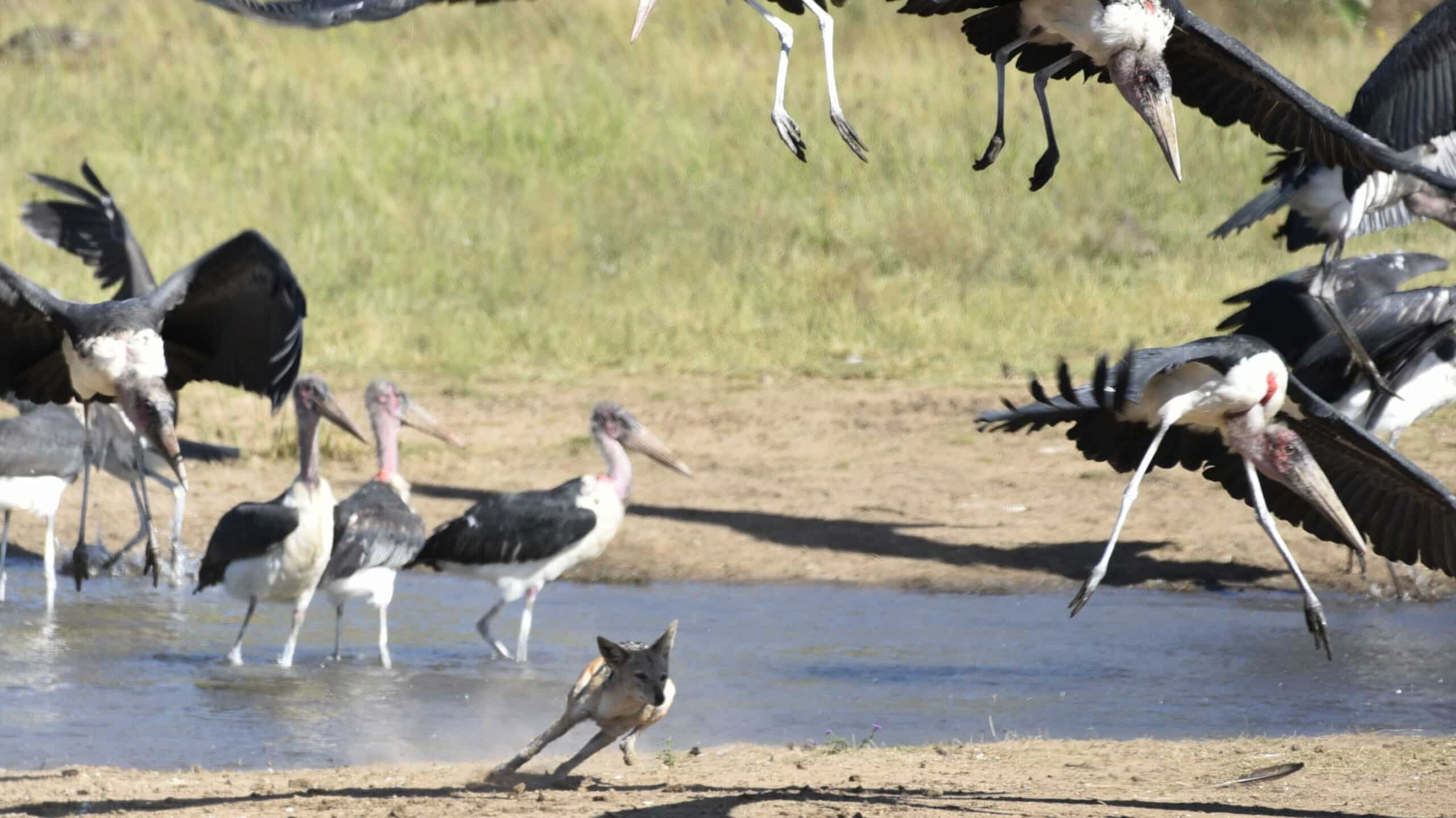 Jackal tries to hunt marabou stork