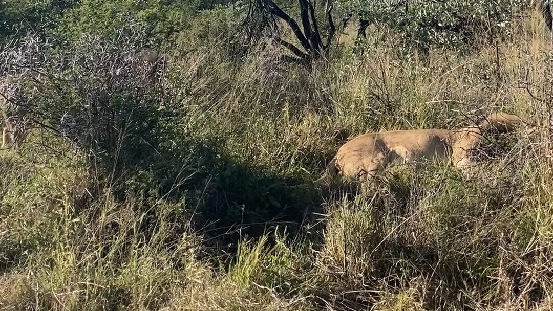 How Not To Wake Up a Male Lion