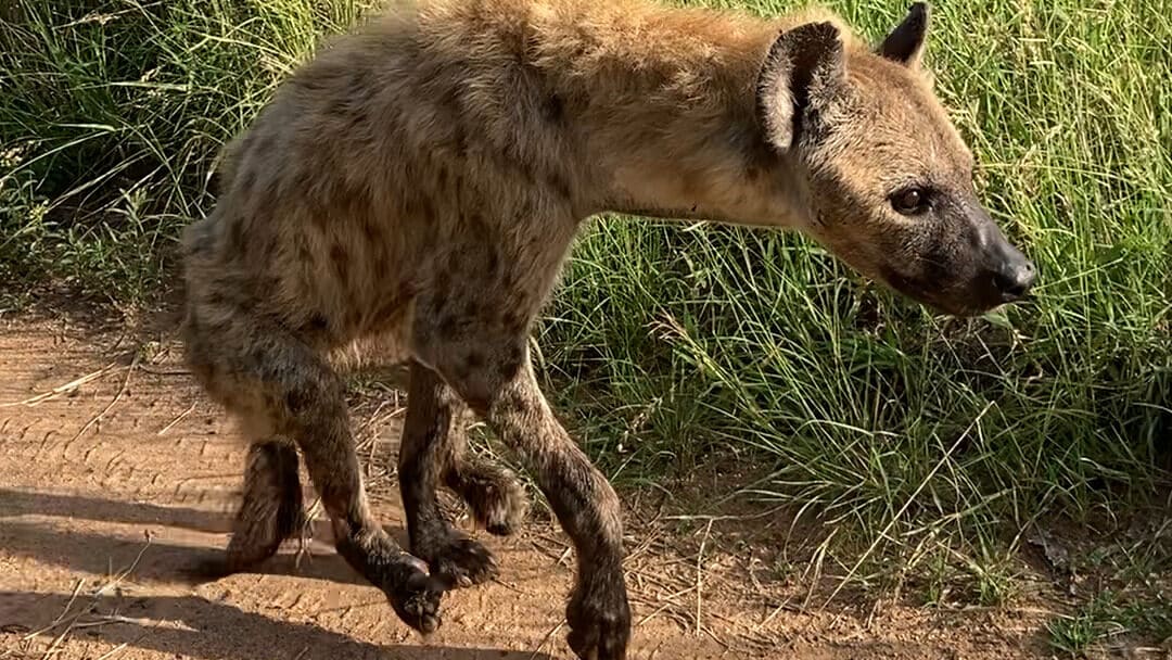 Famous Two-Legged Hyena Still Alive 9 Months After Lion Attack