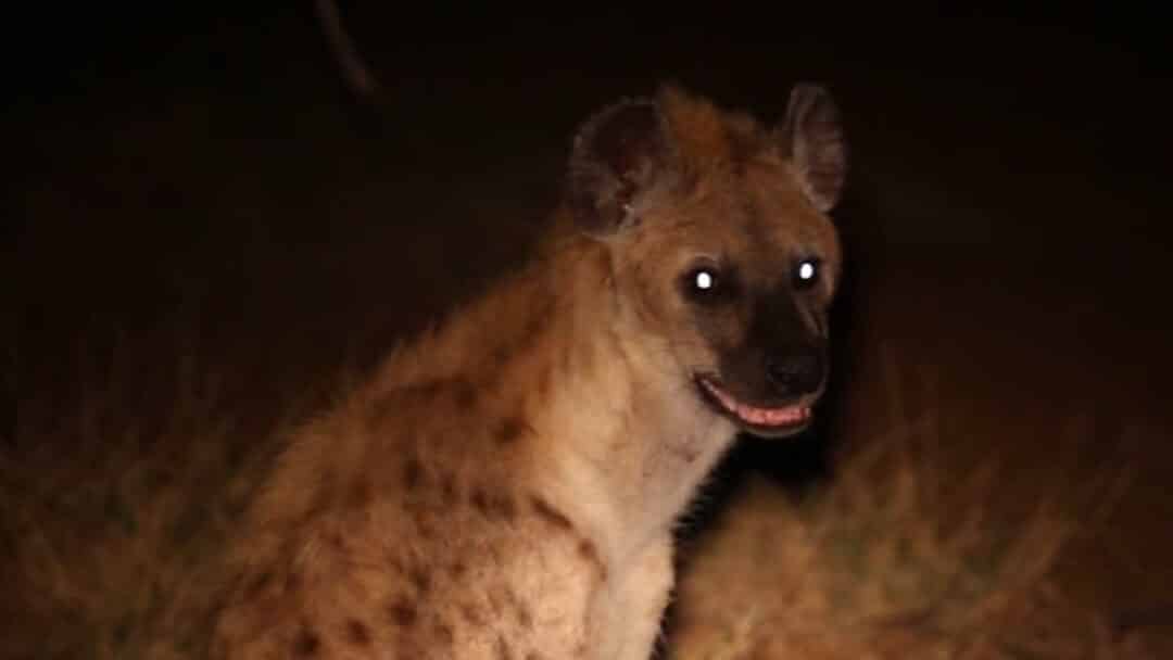Famous Two-Legged Hyena Still Alive 9 Months After Lion Attack