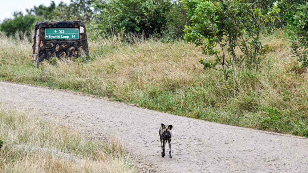 Wild dog in Kruger National Park