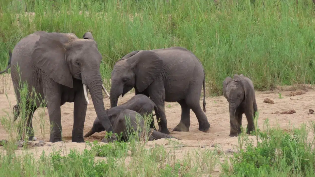 Elephants in the Kruger National Park