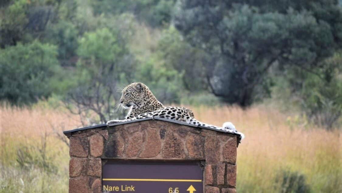 Leopard relaxing on a post in the Pilanesberg
