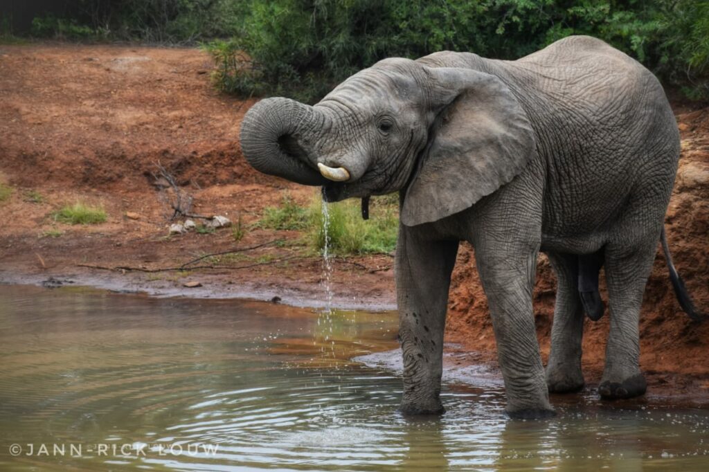 Elephant drinking in the Pilanesberg