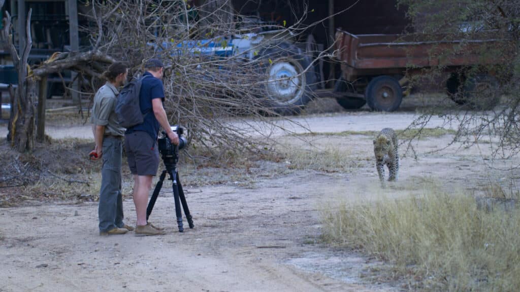 Leopard approaching film-makers on foot