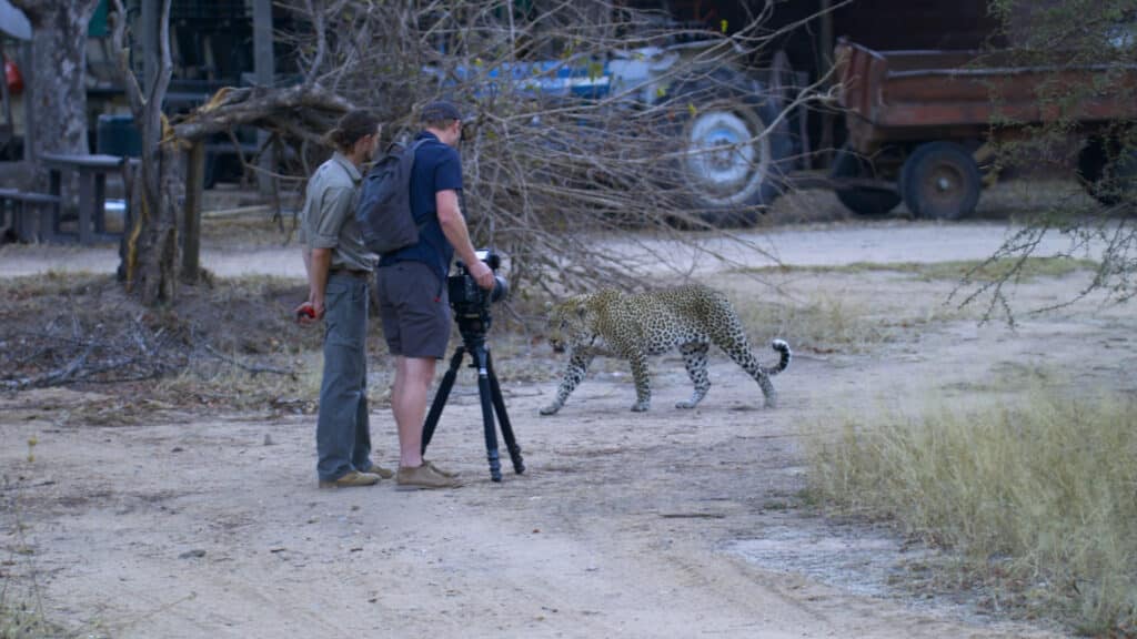 Leopard inches away from film-makers
