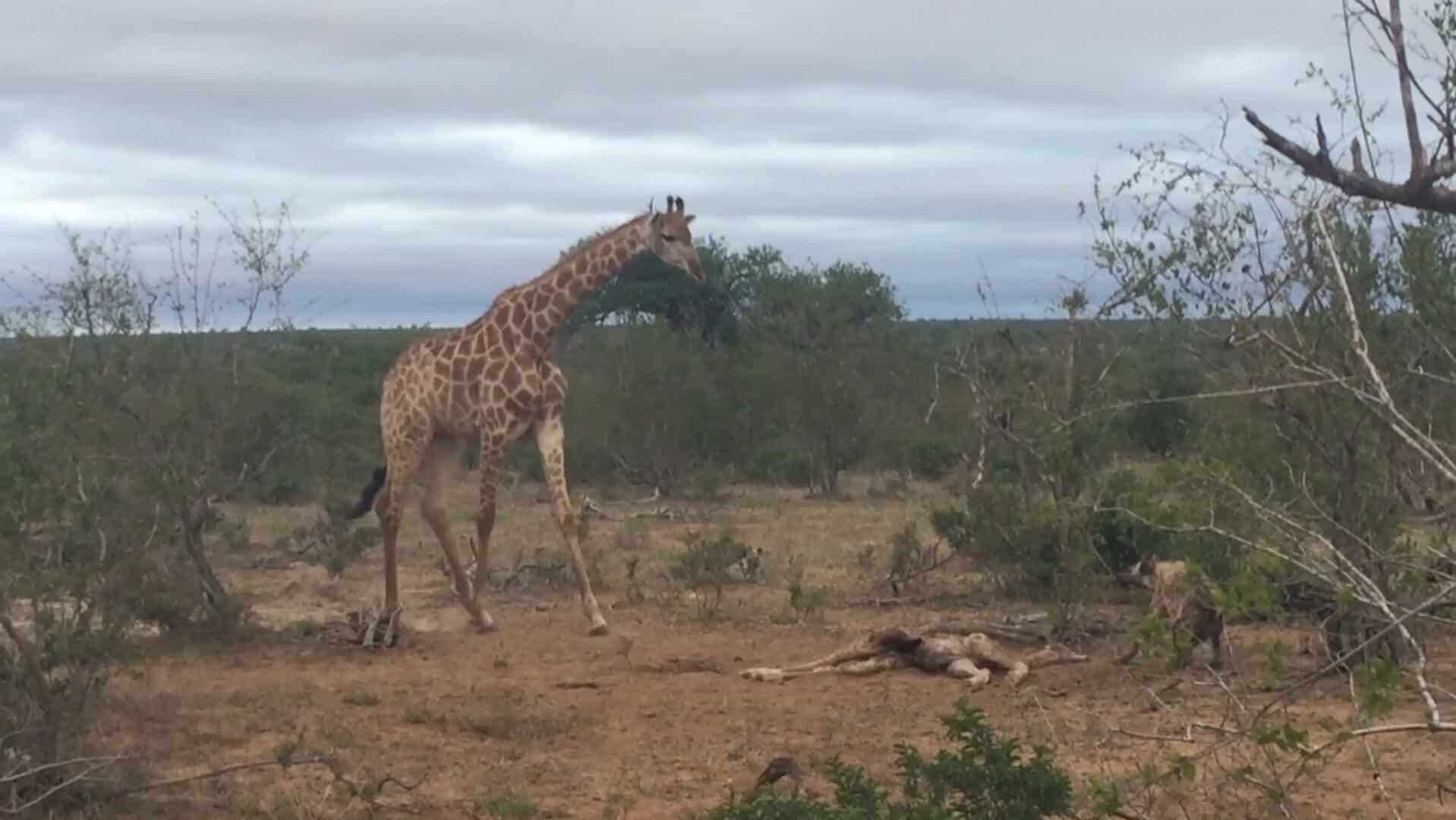 Giraffe with her dead calf
