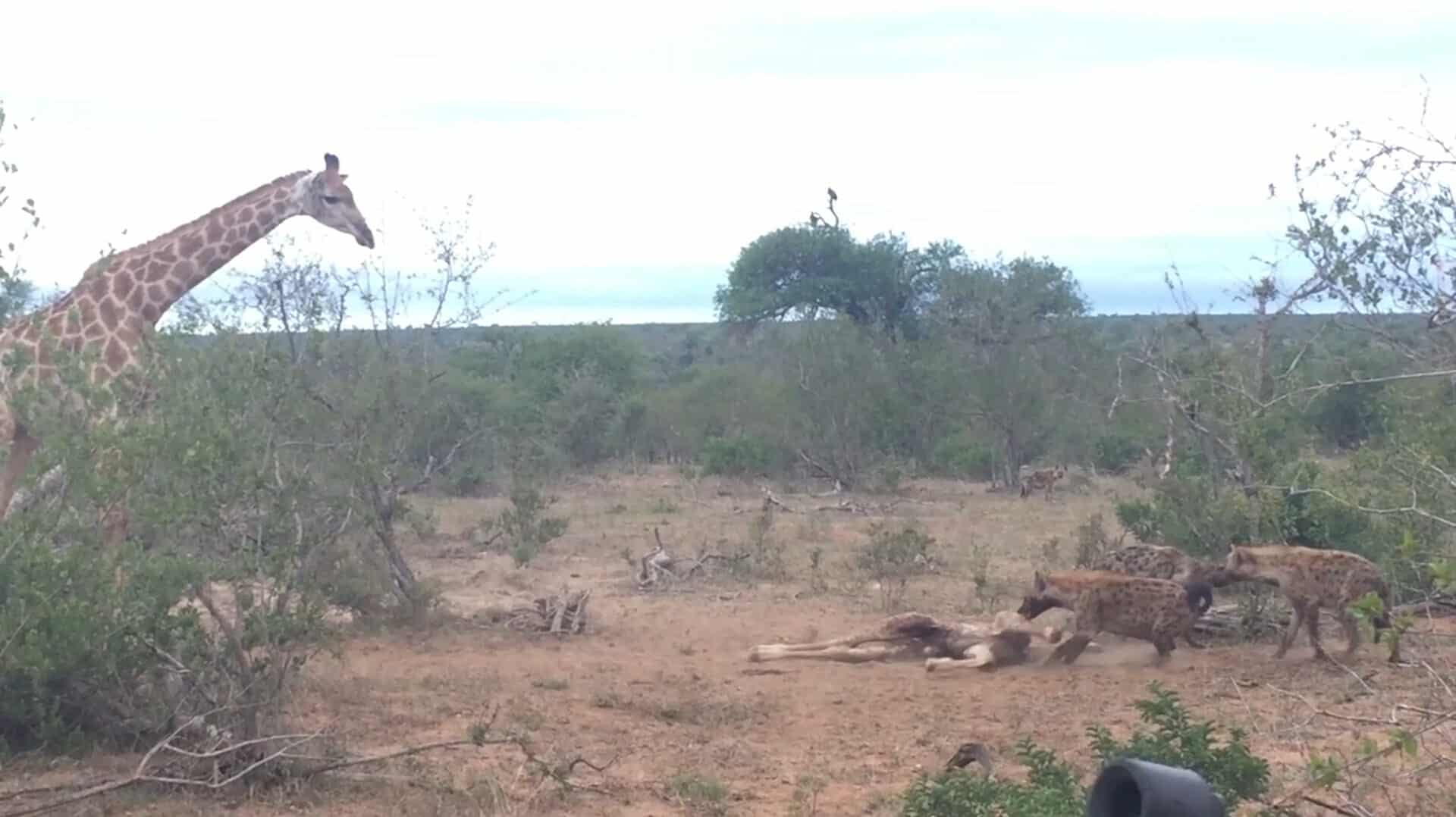 Giraffe vs hyenas